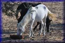 Paarden